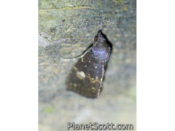Crambid Snout Moth (Crambidae sp)