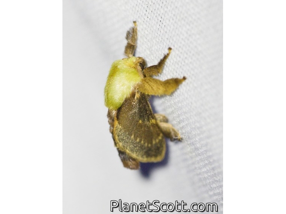 Slug Caterpillar Moth (Eucleini sp)