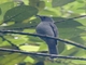 Screaming Piha (Lipaugus vociferans)