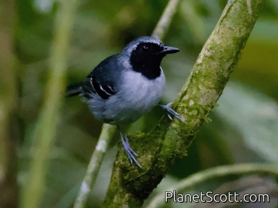 Black-faced Antbird (Myrmoborus myotherinus)