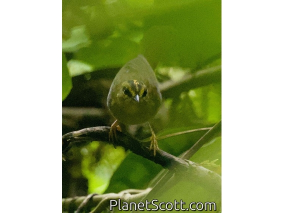 Two-banded Warbler (Myiothlypis bivittata)