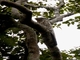 Great Potoo (Nyctibius grandis)