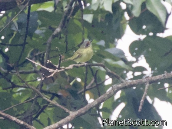 Cinnamon-faced Tyrannulet (Phylloscartes parkeri)