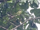 Cinnamon-faced Tyrannulet (Phylloscartes parkeri)
