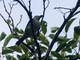 Sharpbill (Oxyruncus cristatus)