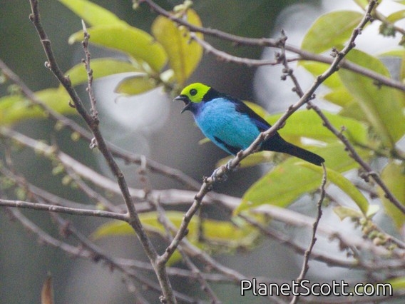 Paradise Tanager (Tangara chilensis)