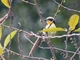 Gilded Barbet (Capito auratus)