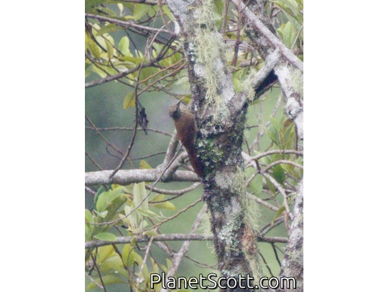 Ocellated Woodcreeper (Xiphorhynchus ocellatus)