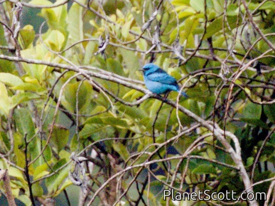 Blue Dacnis (Dacnis cayana) - Male