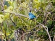 Blue Dacnis (Dacnis cayana) - Male