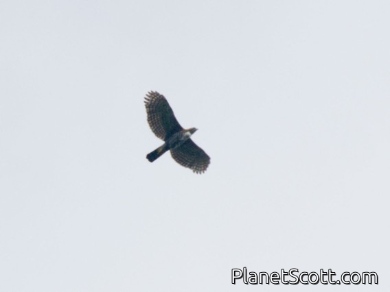 Ornate Hawk-Eagle (Spizaetus ornatus)