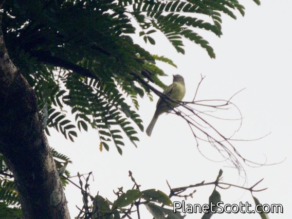 Red-billed Tyrannulet (Zimmerius cinereicapilla)