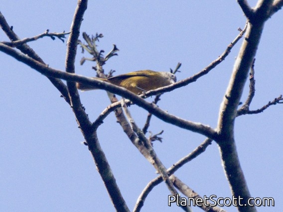Yellow-crested Tanager (Loriotus rufiventer)