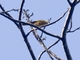 Yellow-crested Tanager (Loriotus rufiventer)