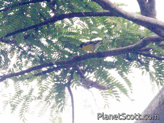 White-winged Shrike-Tanager (Lanio versicolor)