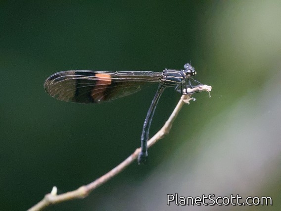 Bolivian Damselfly (Polythore boliviana)