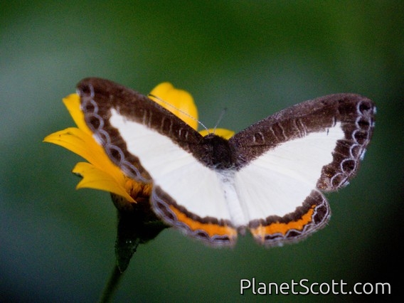 Henmark (Nymphidium sp)