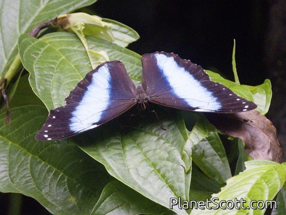 Achilles Morpho (Morpho achilles)