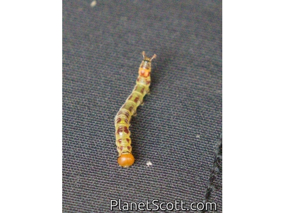 Geometer Moth (Geometridae sp)