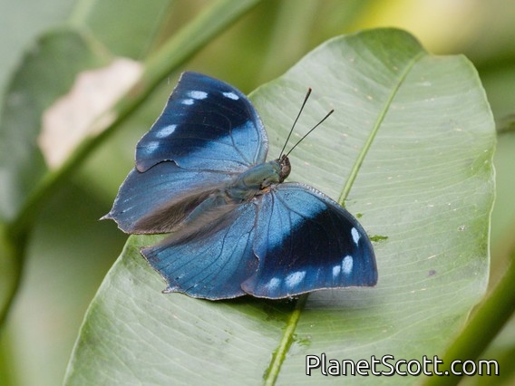 Leafwing Butterfly (Memphis sp)