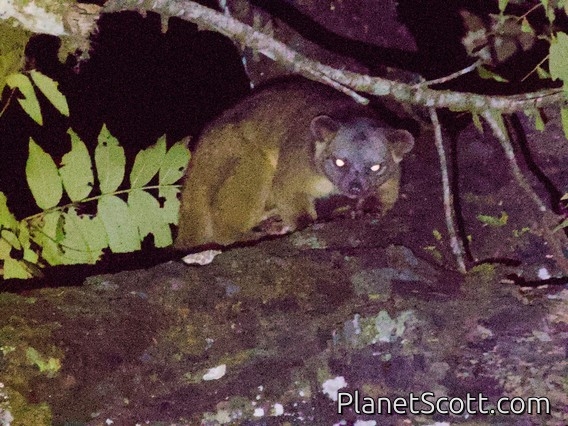 Eastern Lowland Olingo (Bassaricyon alleni)