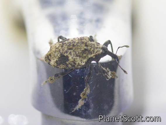 Weevil (Hylobiina sp)