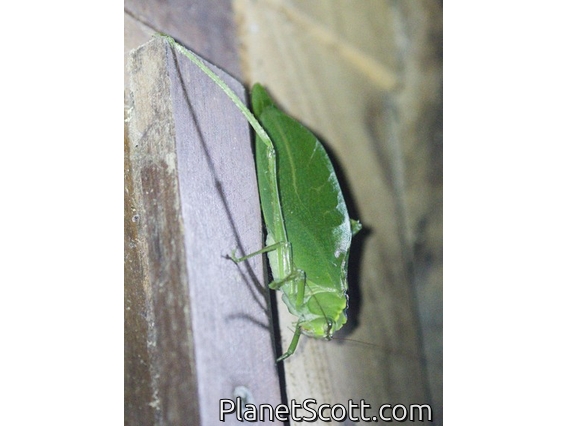 Leaf Katydid (Stilpnochlora incisa)