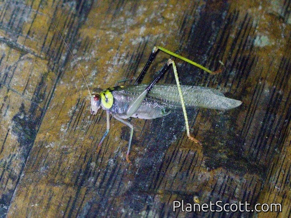 Leaf Katydid (Euceraia insignis)