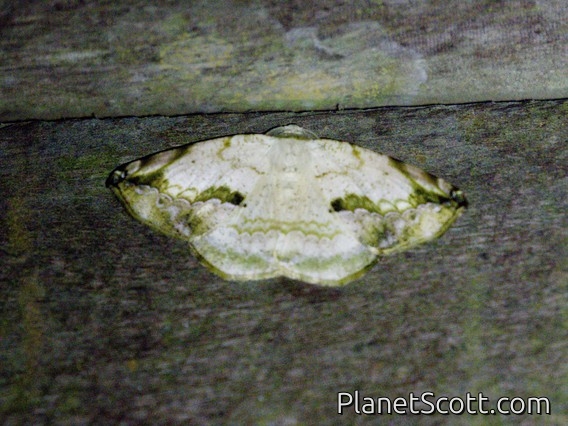 Geometer Moth (Eusarca nemora)