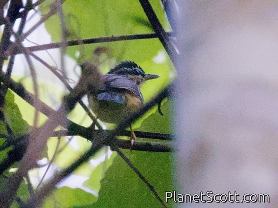 Peruvian Warbling-Antbird (Hypocnemis peruviana)