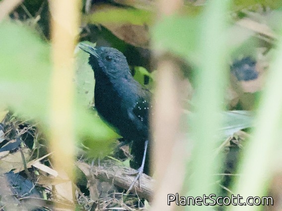 Black-throated Antbird (Myrmeciza atrothorax)