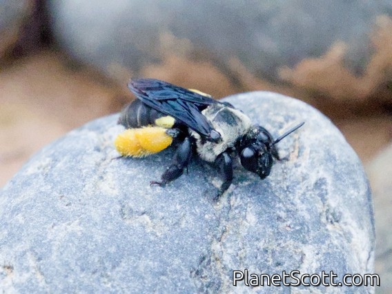 Alpine Bee (Epicharis sp)