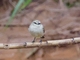 Drab Water Tyrant (Ochthornis littoralis)