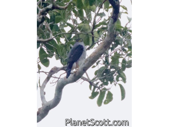 Tiny Hawk (Microspizias superciliosus)