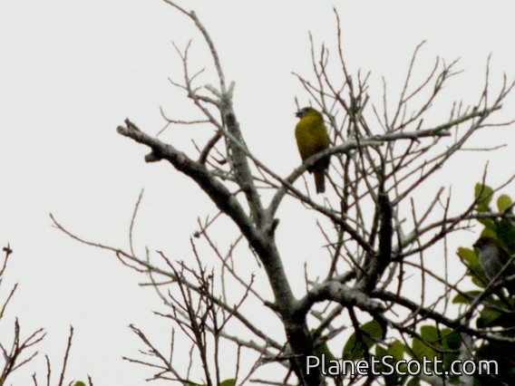 Golden-bellied Euphonia (Euphonia chrysopasta)