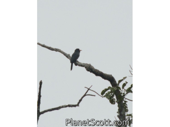White-fronted Nunbird (Monasa morphoeus)