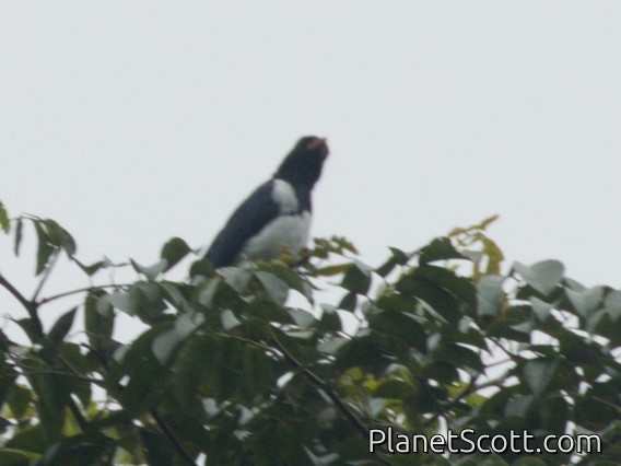 Red-billed Pied Tanager (Lamprospiza melanoleuca)