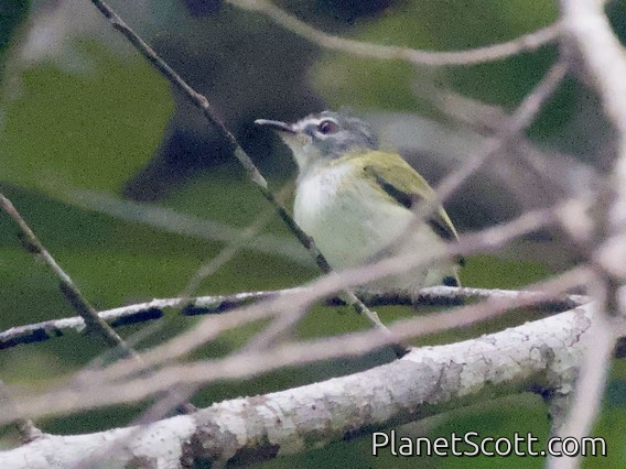 Short-tailed Pygmy-Tyrant (Myiornis ecaudatus)