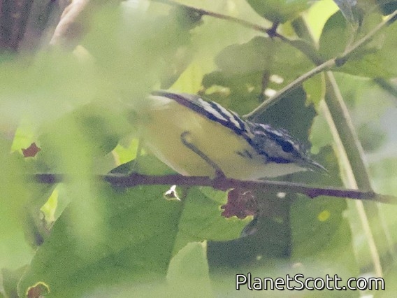 Pygmy Antwren (Myrmotherula brachyura)