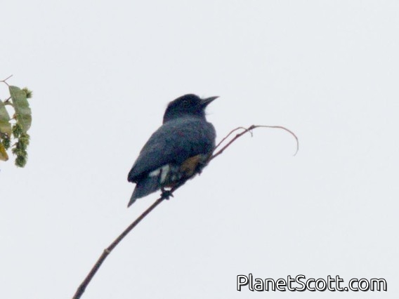 Swallow-winged Puffbird (Chelidoptera tenebrosa)