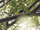 Turquoise Tanager (Tangara mexicana)