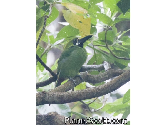 Southern Emerald-Toucanet (Aulacorhynchus albivitta)