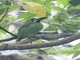 Southern Emerald-Toucanet (Aulacorhynchus albivitta)