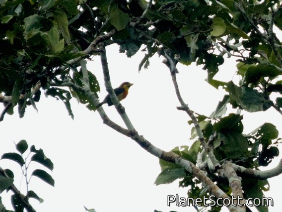 Lemon-throated Barbet (Eubucco richardsoni)