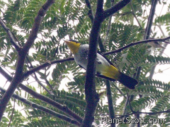 Yellow-backed Tanager (Hemithraupis flavicollis)