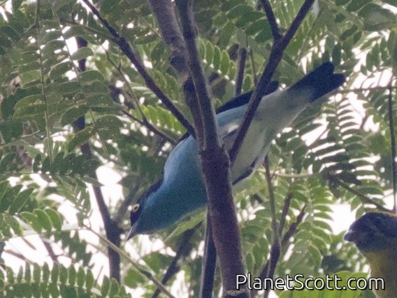Black-faced Dacnis (Dacnis lineata)