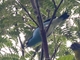 Black-faced Dacnis (Dacnis lineata)