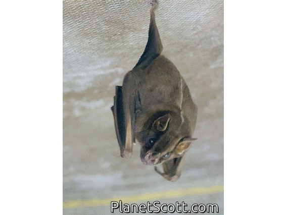 White-lined Broad-nosed Bat (Platyrrhinus lineatus)