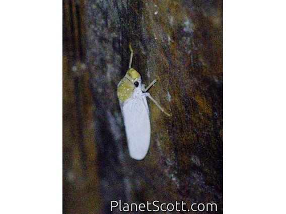 Sharpshooter (Diestostemma sp)