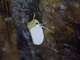 Sharpshooter (Diestostemma sp)